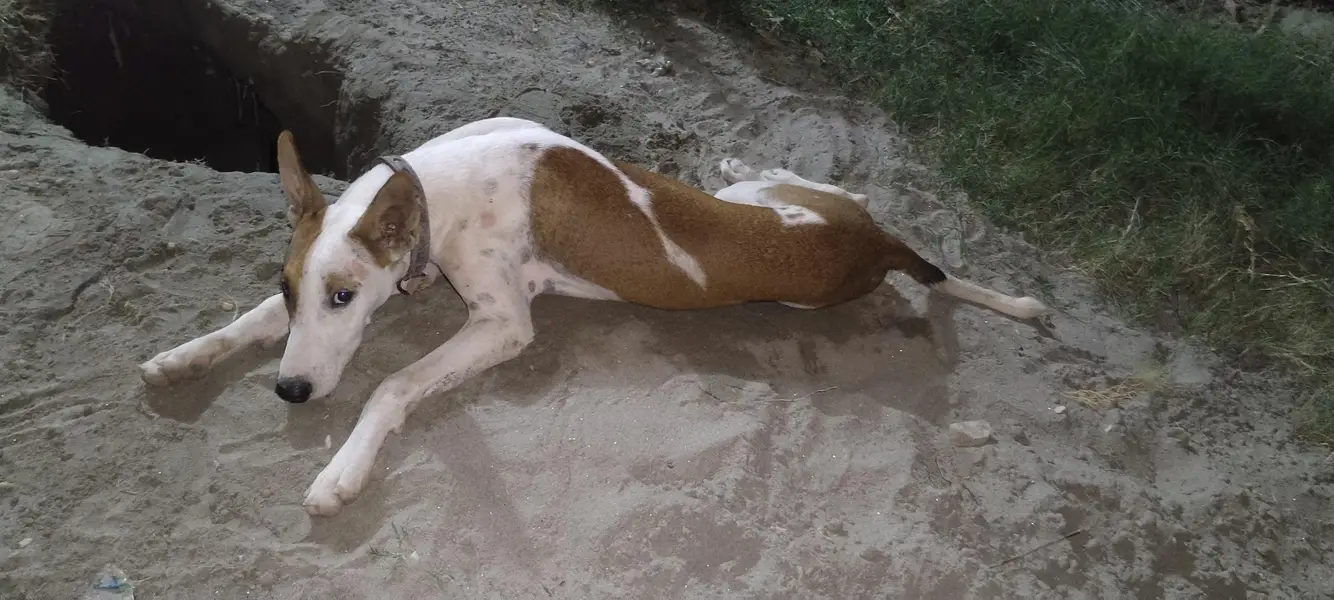 gultair x tazii cross dog — photo 2