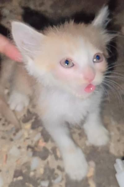kitten