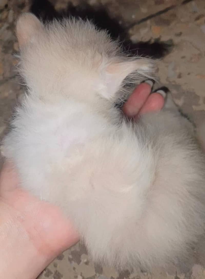 kitten 1