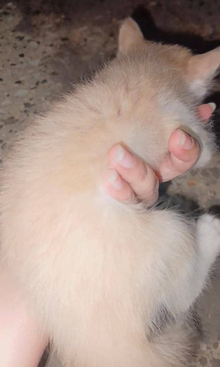 kitten 2