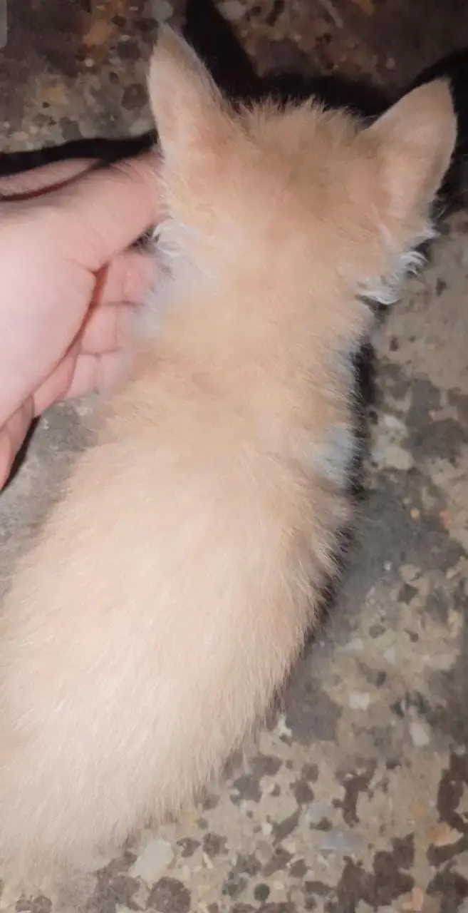 kitten — photo 4