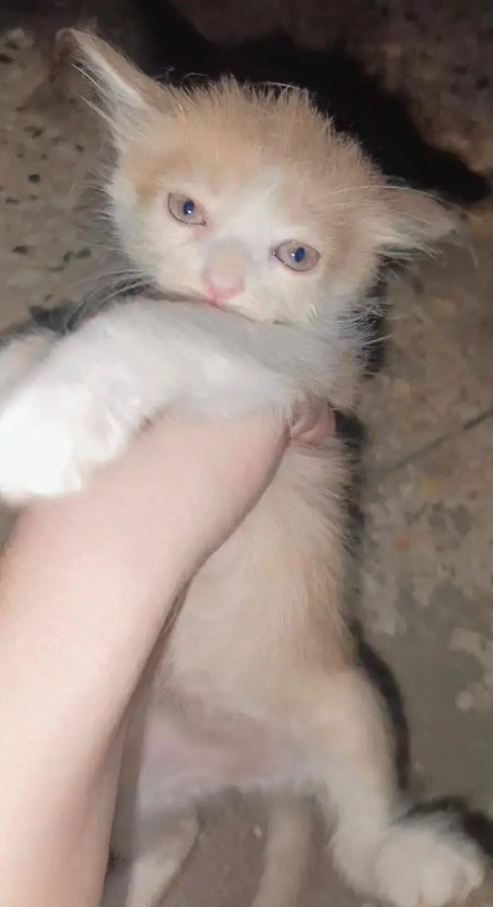 kitten — photo 5