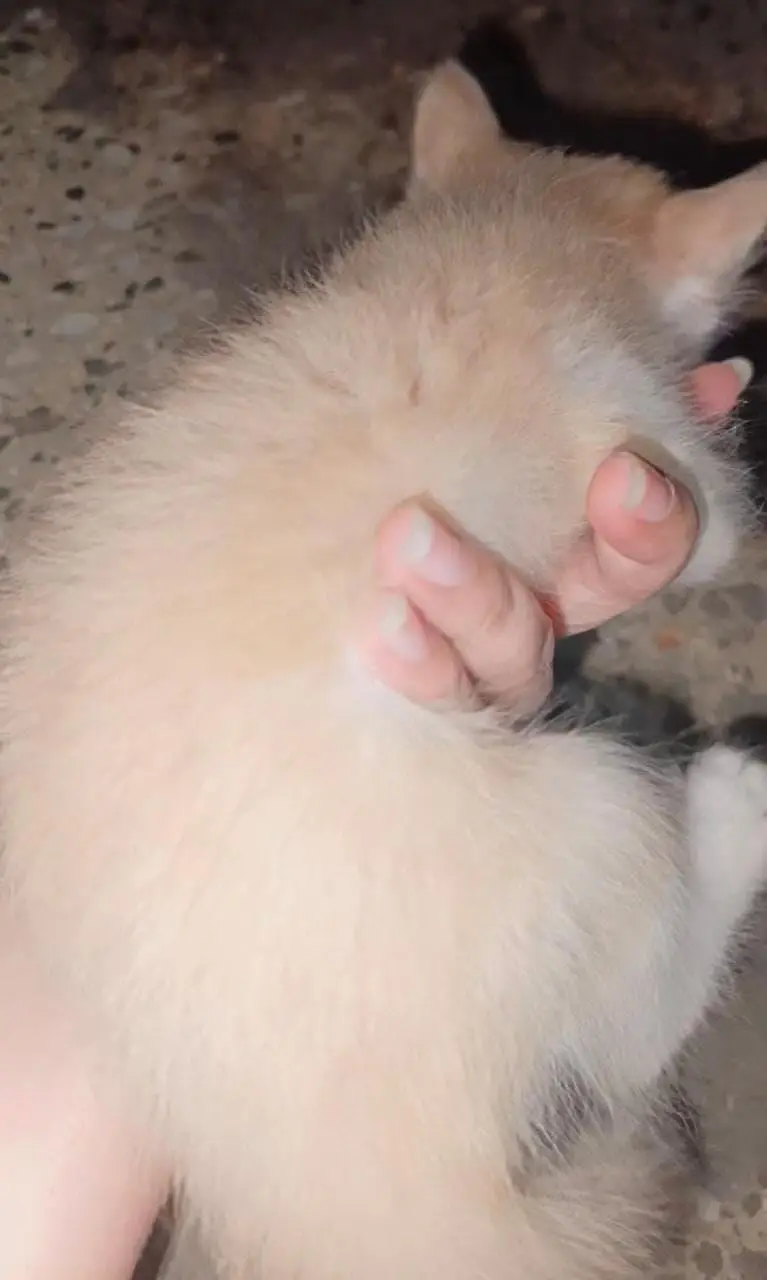 kitten — photo 6