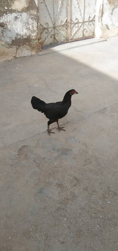 Murgi for sale 03105887932