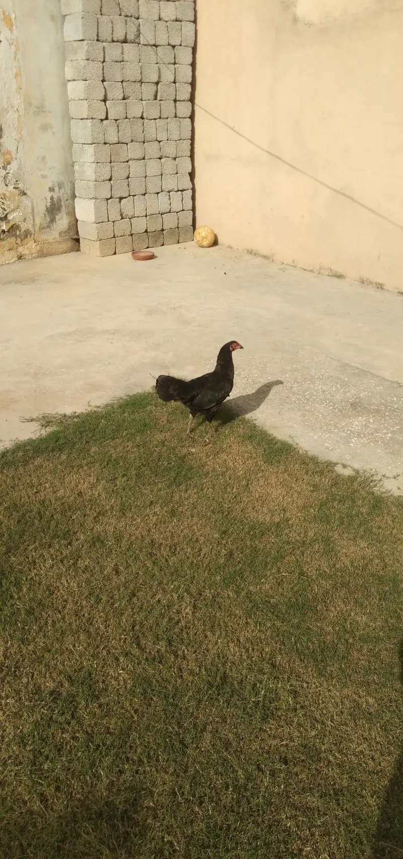 Murgi for sale 03105887932 — photo 2