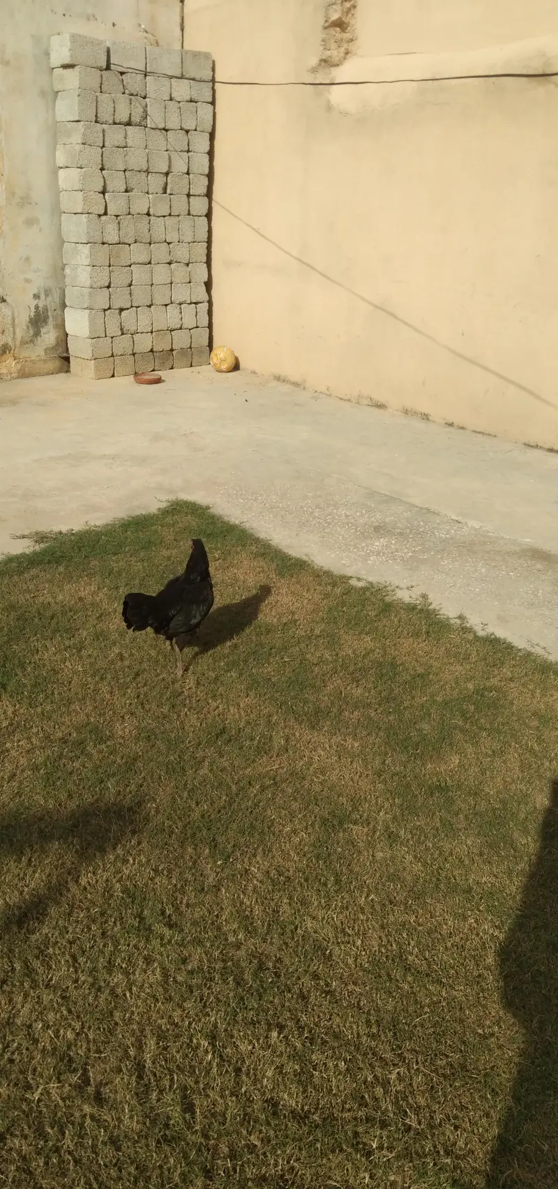 Murgi for sale 03105887932 — photo 4