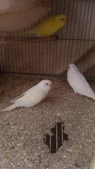 Australian albino and Lutino Red Eye