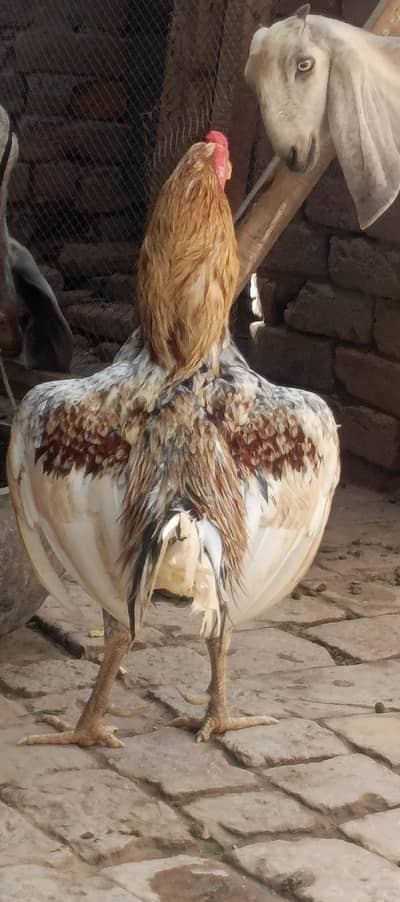 Pure Aseel Breeder Male