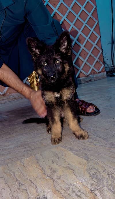 Long coat German Shefred female for sale healthy bone structure