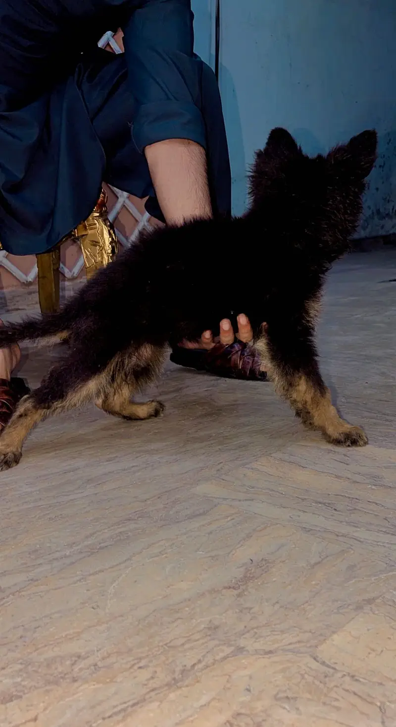 Long coat German Shefred female for sale healthy bone structure — photo 2