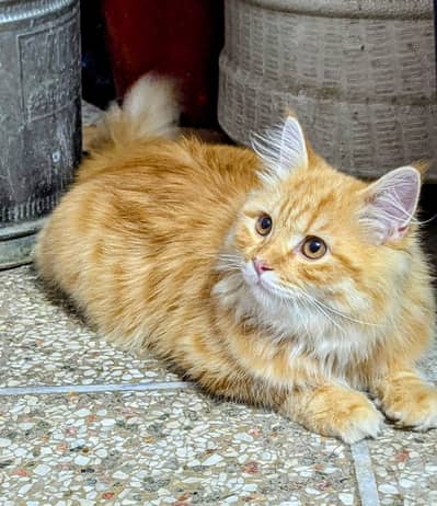 Asian Persian Male Cat for Sale | 11 Months | Fully Vaccinated