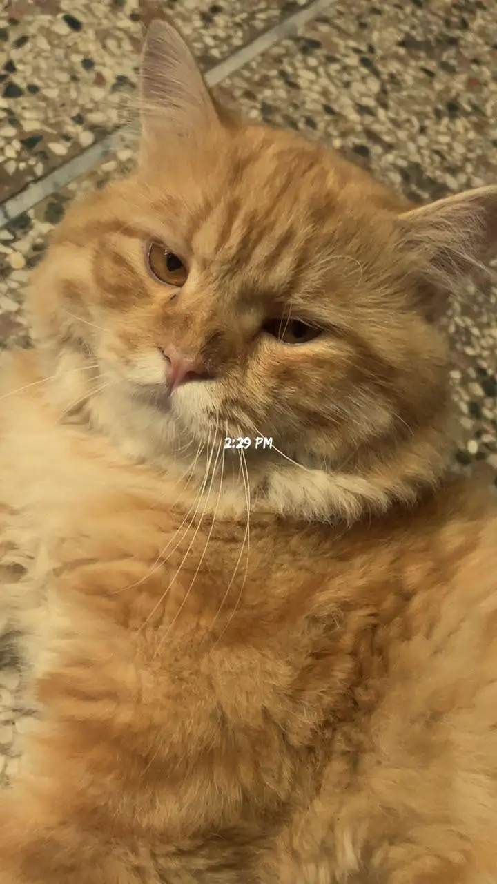 Asian Persian Male Cat for Sale | 11 Months | Fully Vaccinated — photo 2