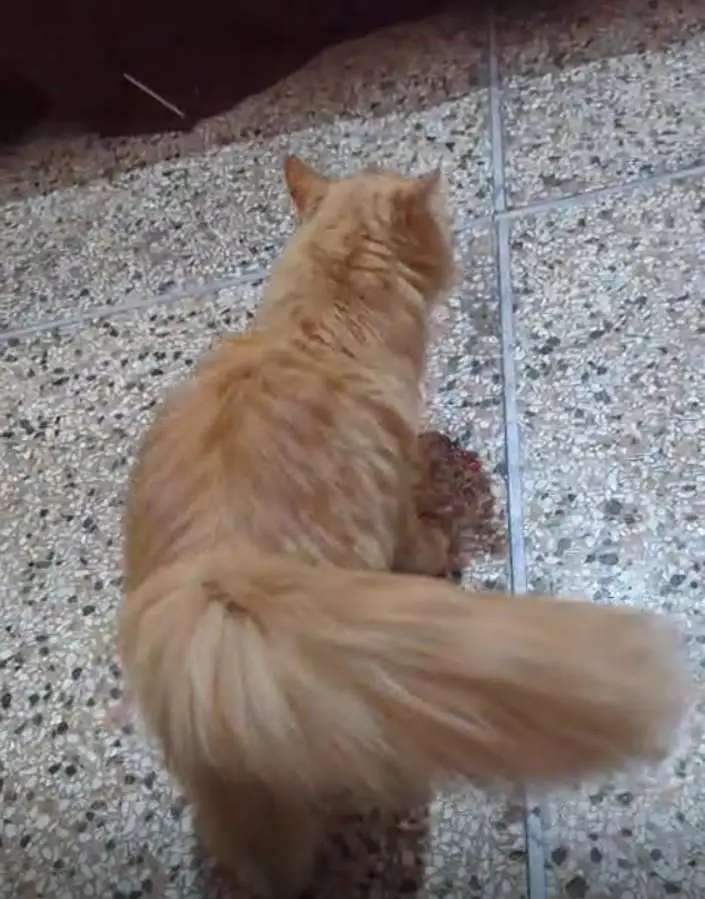 Asian Persian Male Cat for Sale | 11 Months | Fully Vaccinated — photo 3