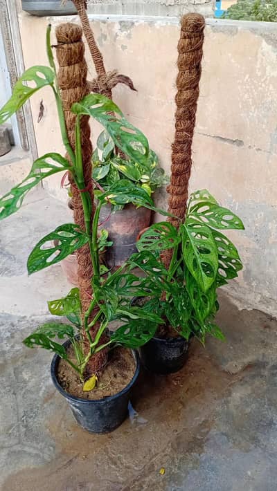 Broken heart money plant