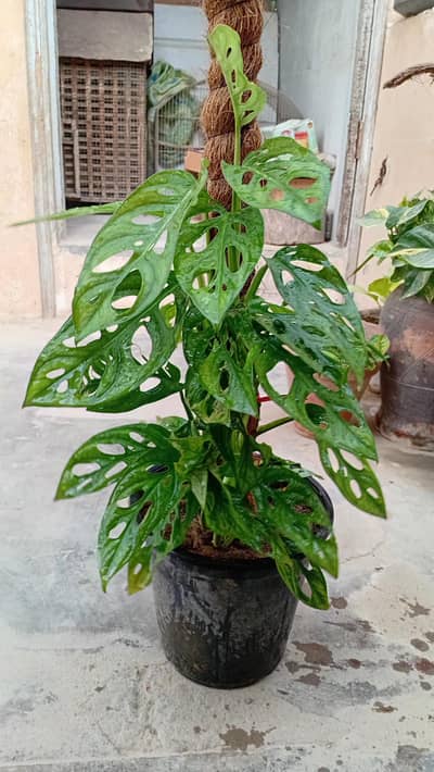 Broken heart money plant
