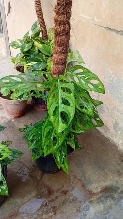 Broken heart money plant