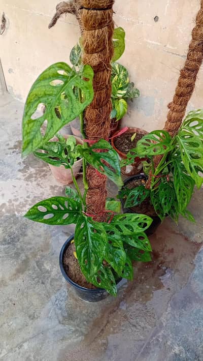 monster obliqua plant
