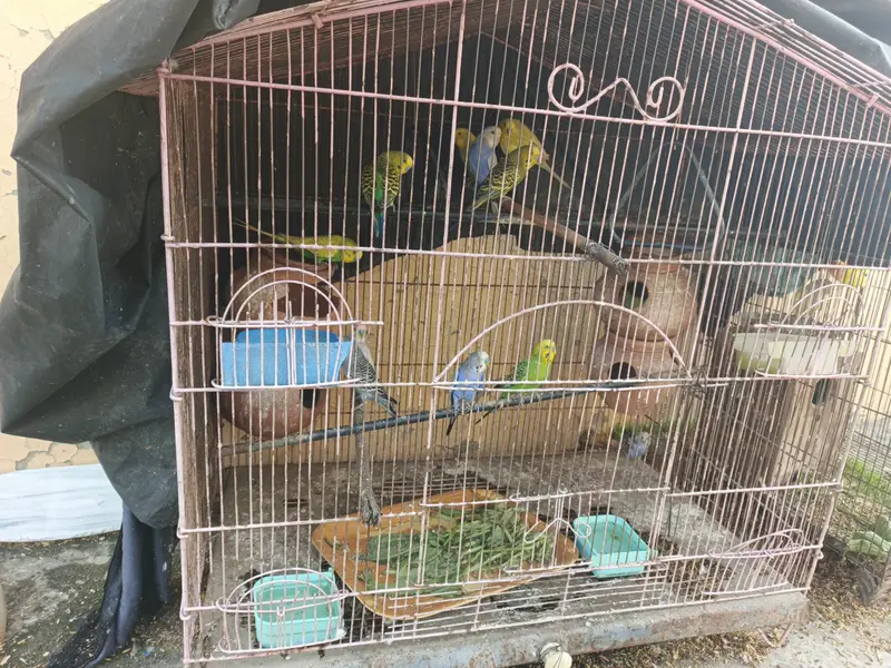 Australian birds — photo 2