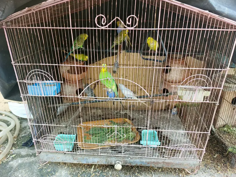 Australian birds — photo 4