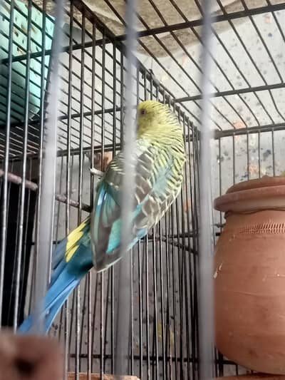 black wing Australian