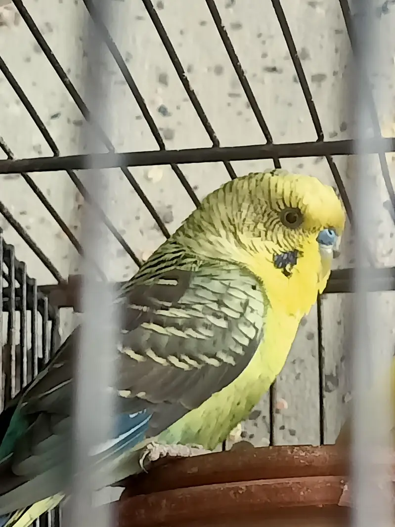 black wing Australian — photo 3