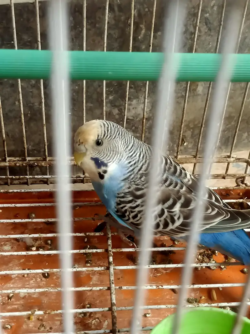 black wing Australian — photo 6