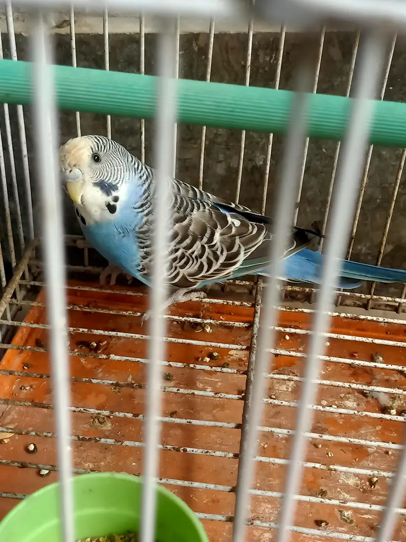 black wing Australian — photo 9