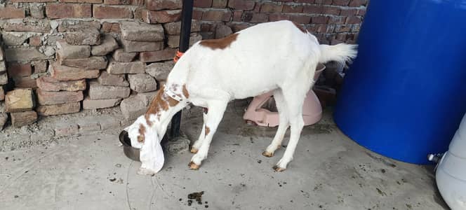 rajanpuri bakri for sale. . 03226893028