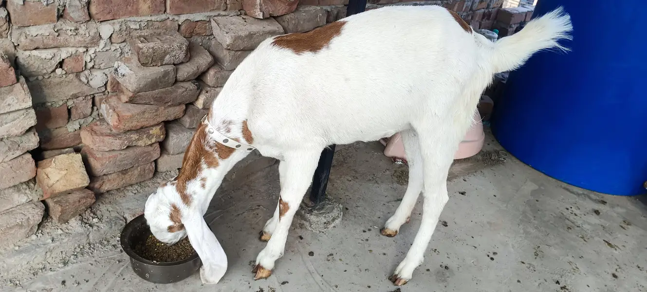 rajanpuri bakri for sale. . 03226893028 — photo 2