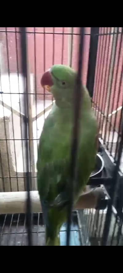 raw parrot