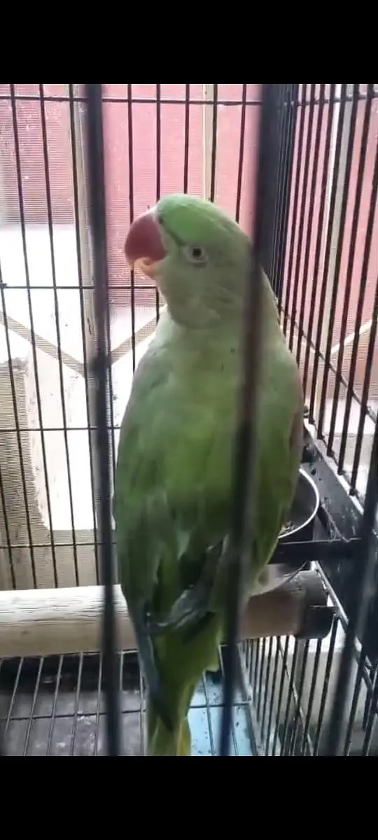 raw parrot — photo 2