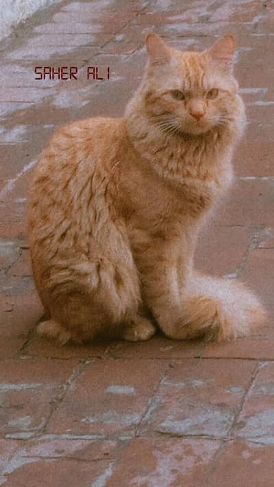 persian triple coated