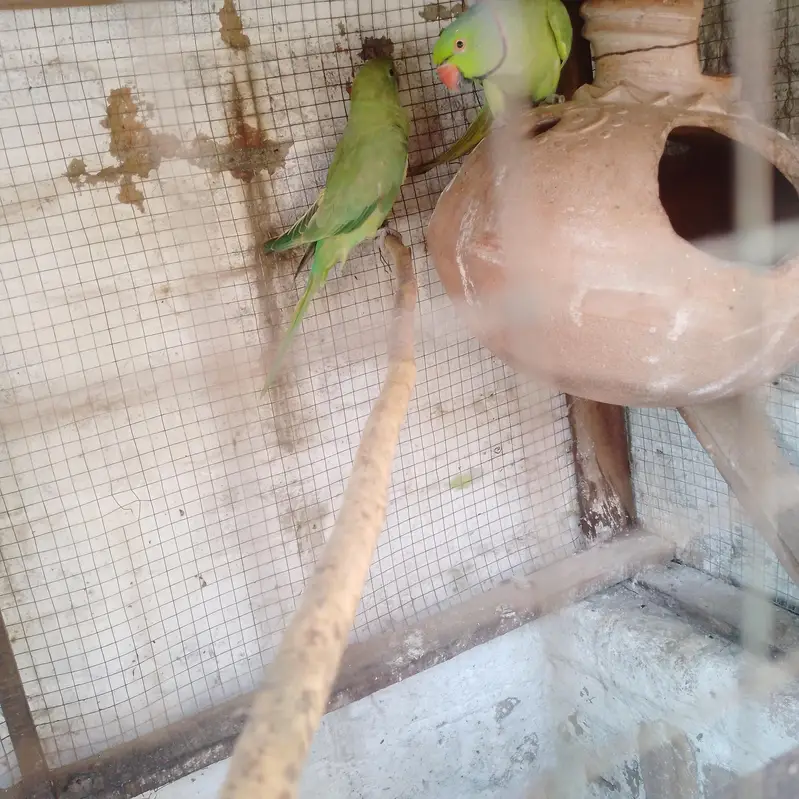 Green parrot pair