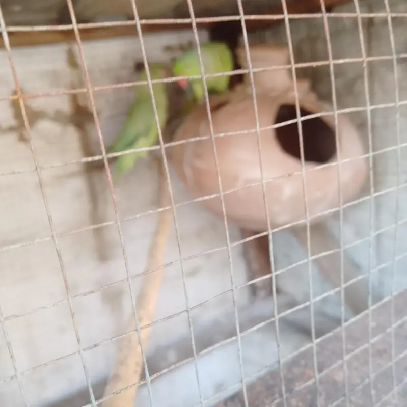 Green parrot pair — photo 2