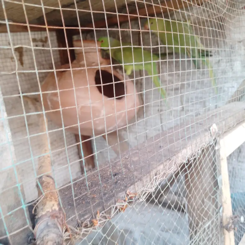 Green parrot pair — photo 3