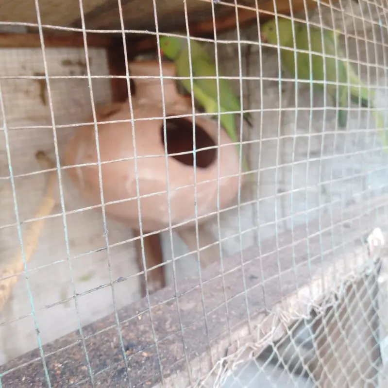 Green parrot pair — photo 4