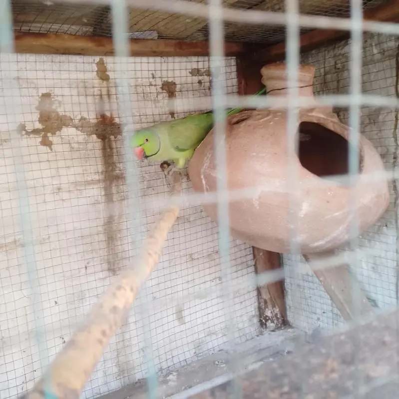 Green parrot pair — photo 5