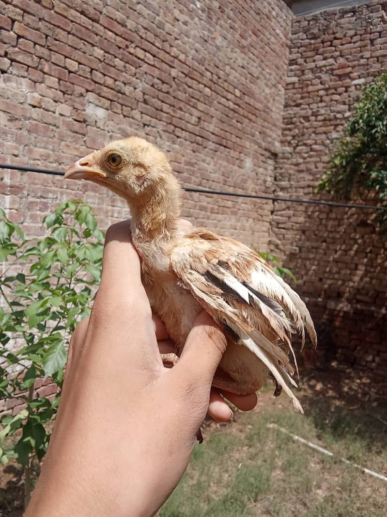 Aseel chicks 1