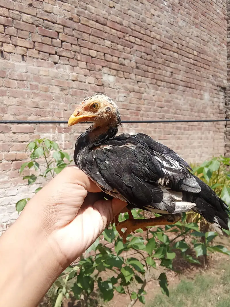 Aseel chicks — photo 3