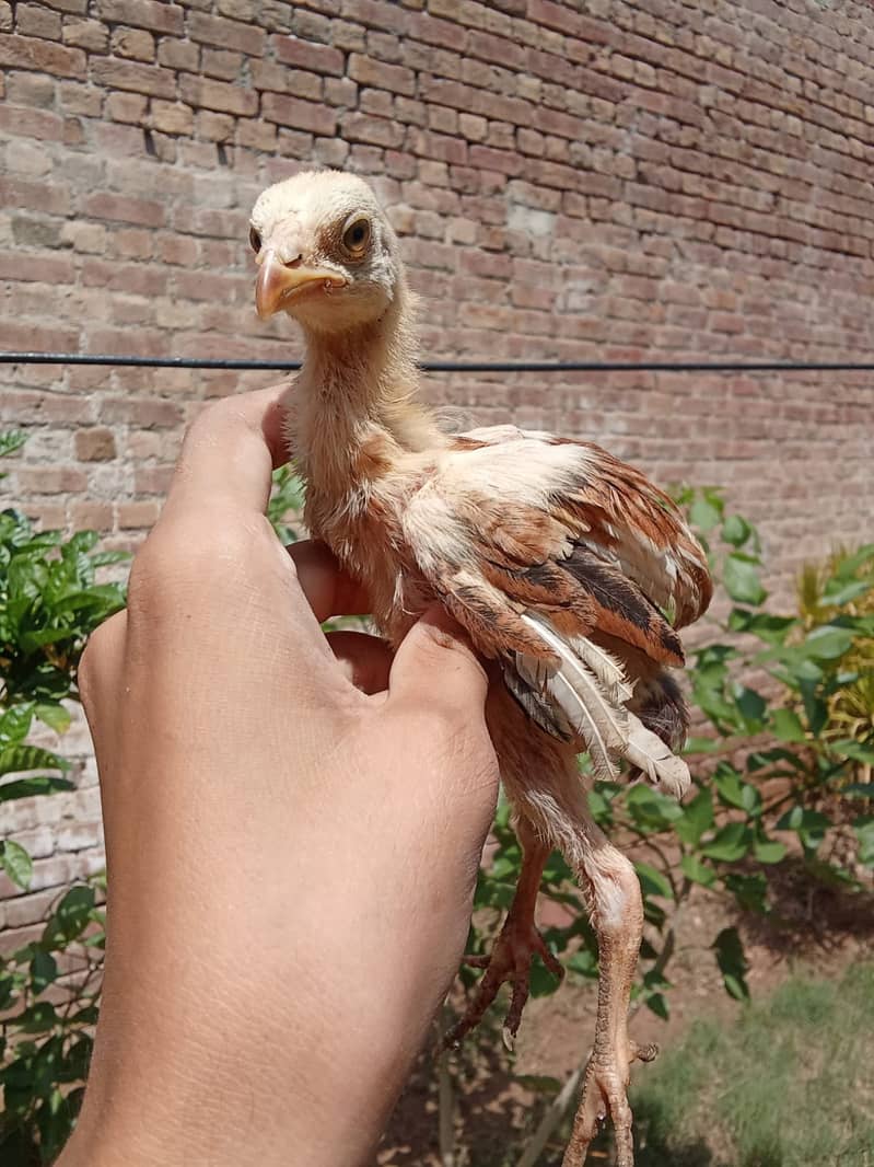 Aseel chicks 3