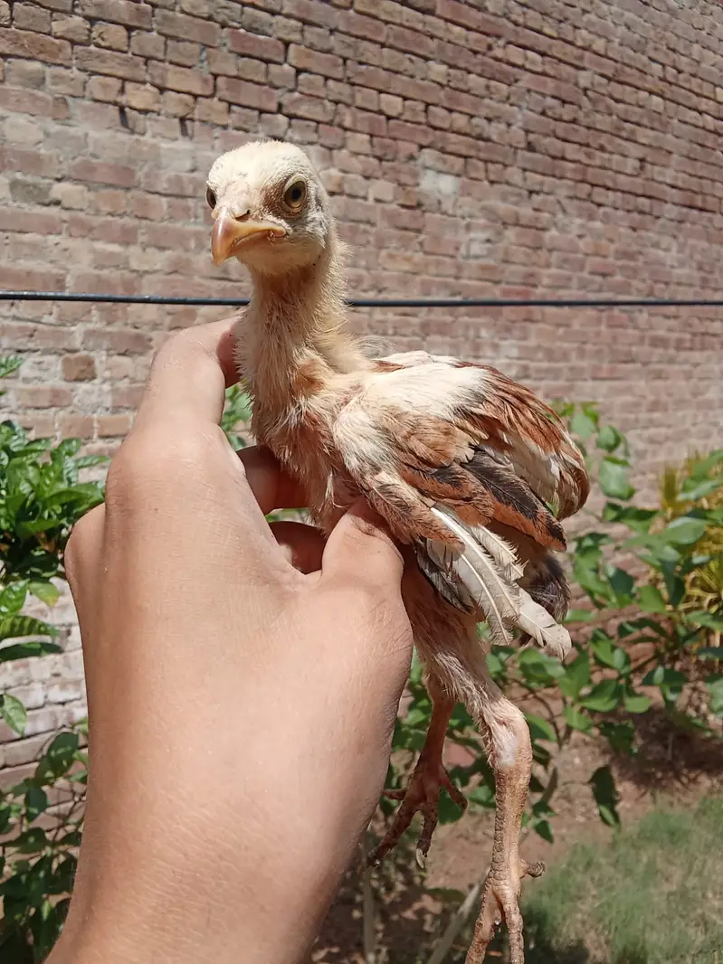 Aseel chicks — photo 4