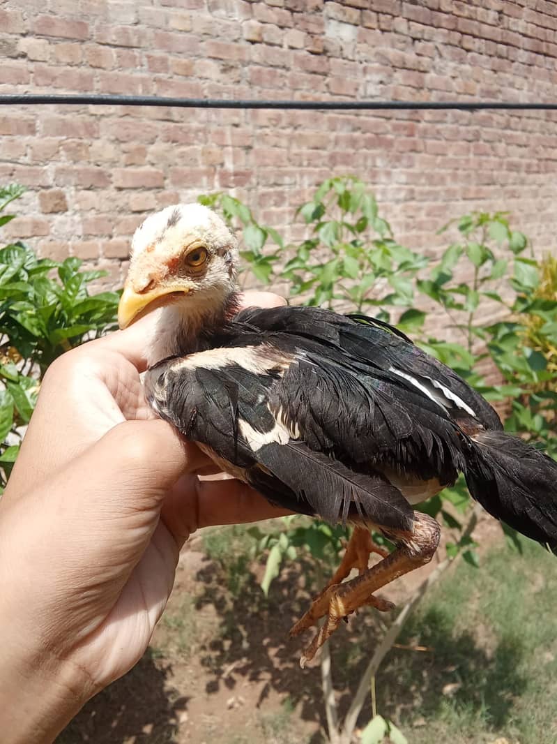 Aseel chicks 4