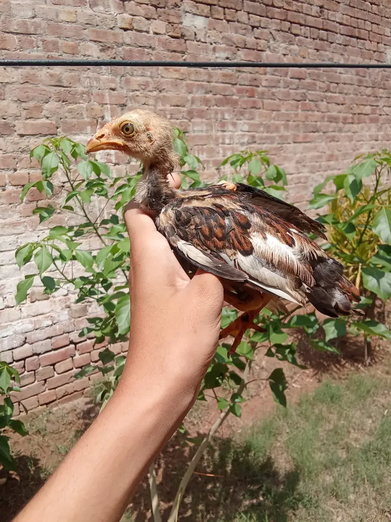 Aseel chicks — photo 6