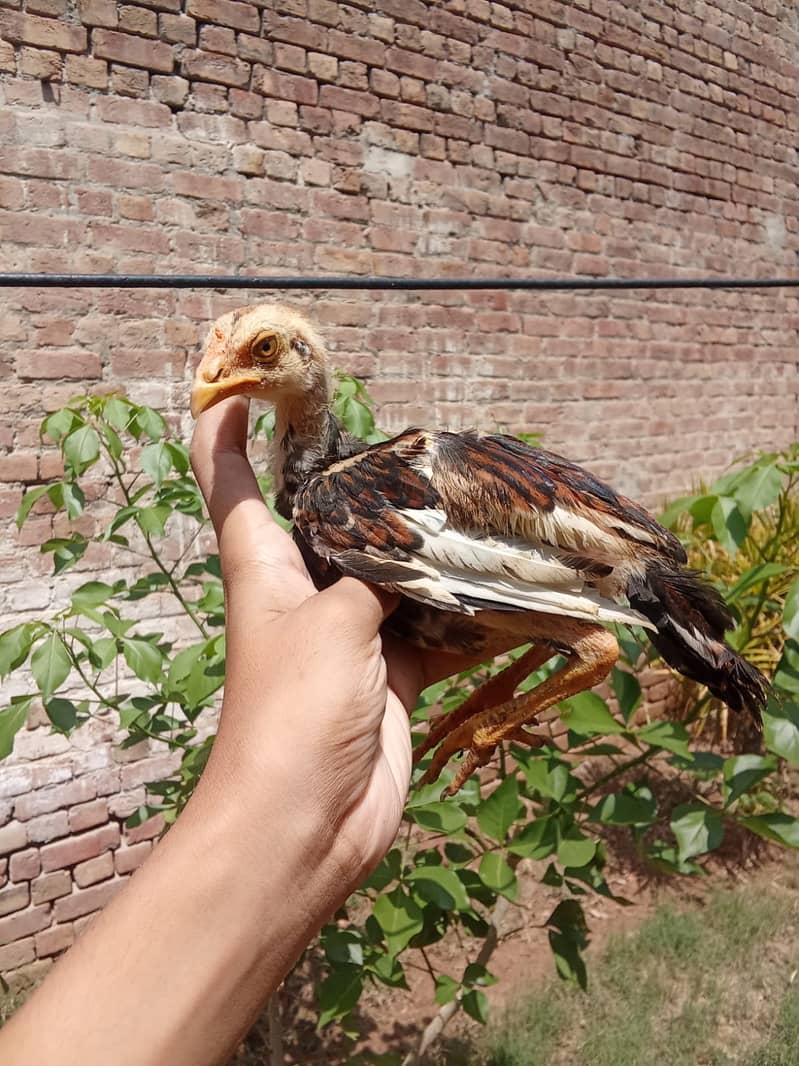Aseel chicks 6