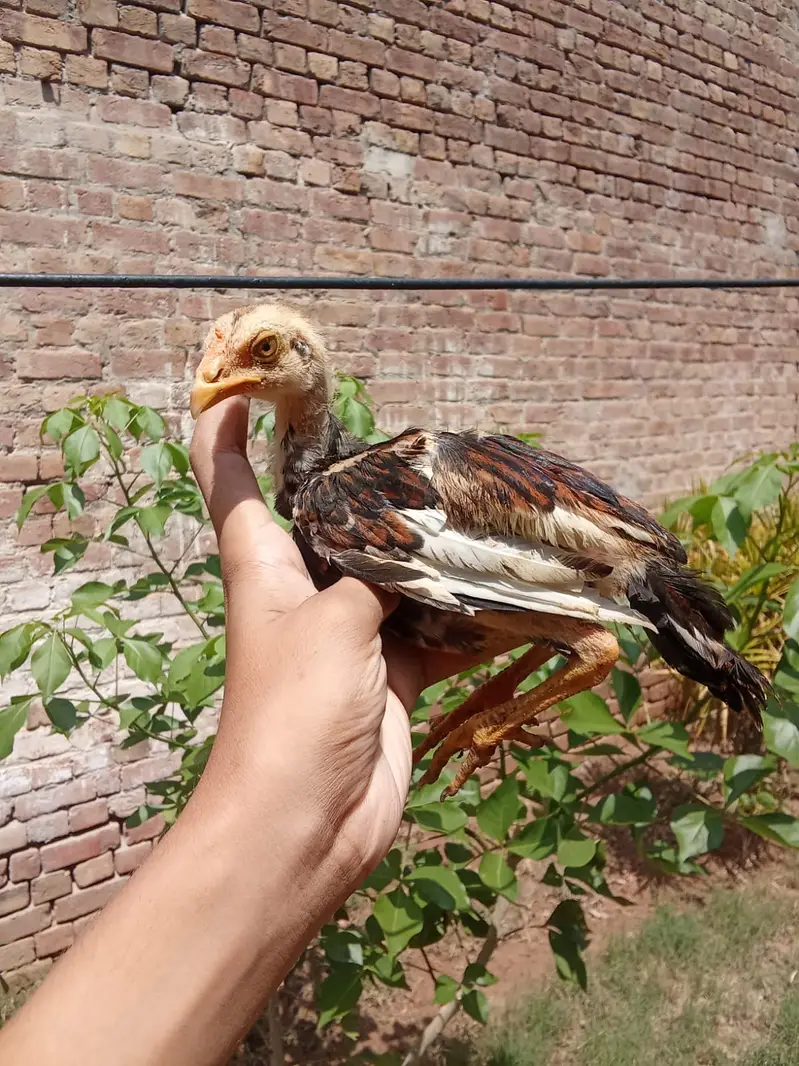 Aseel chicks — photo 7