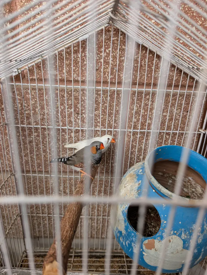 Breeding pair for sale