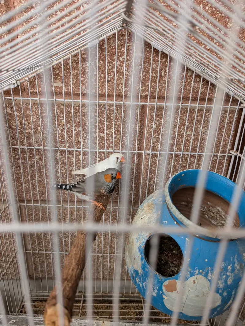 Breeding pair for sale — photo 2