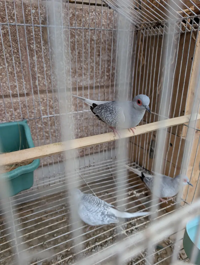 Breeding pair for sale — photo 3