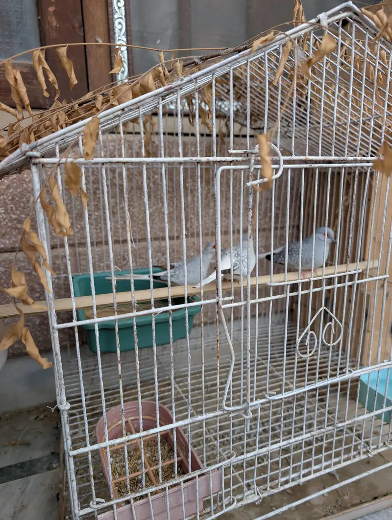 Breeding pair for sale — photo 4