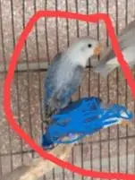 Breeding pair for sale — photo 5